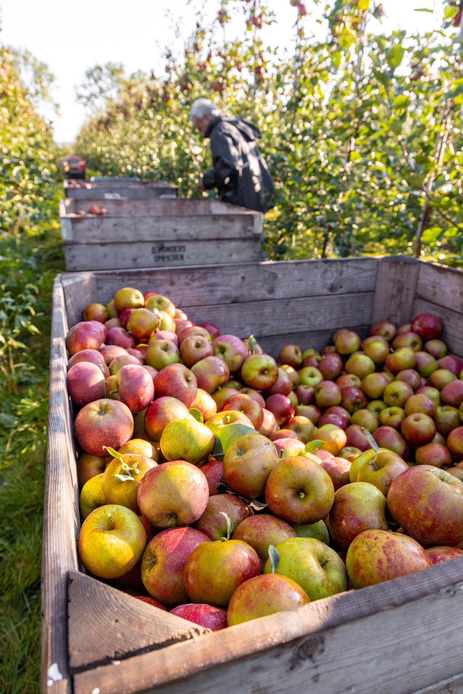 Bommelerwaardse fruitroute