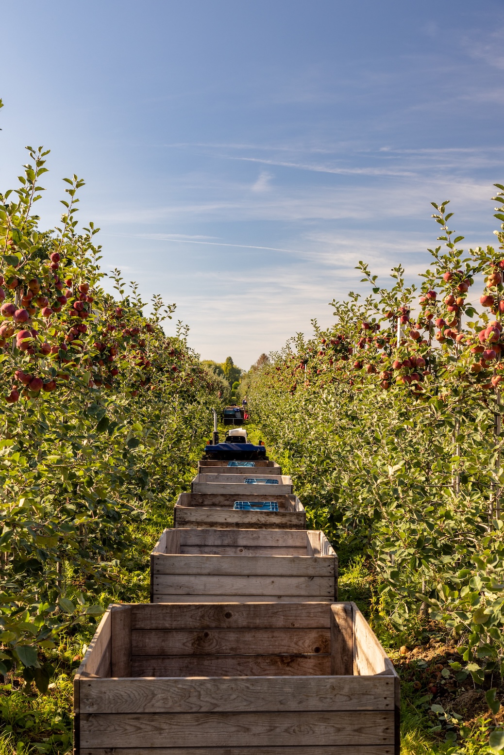 Streekroute langs laan- en fruitbomen