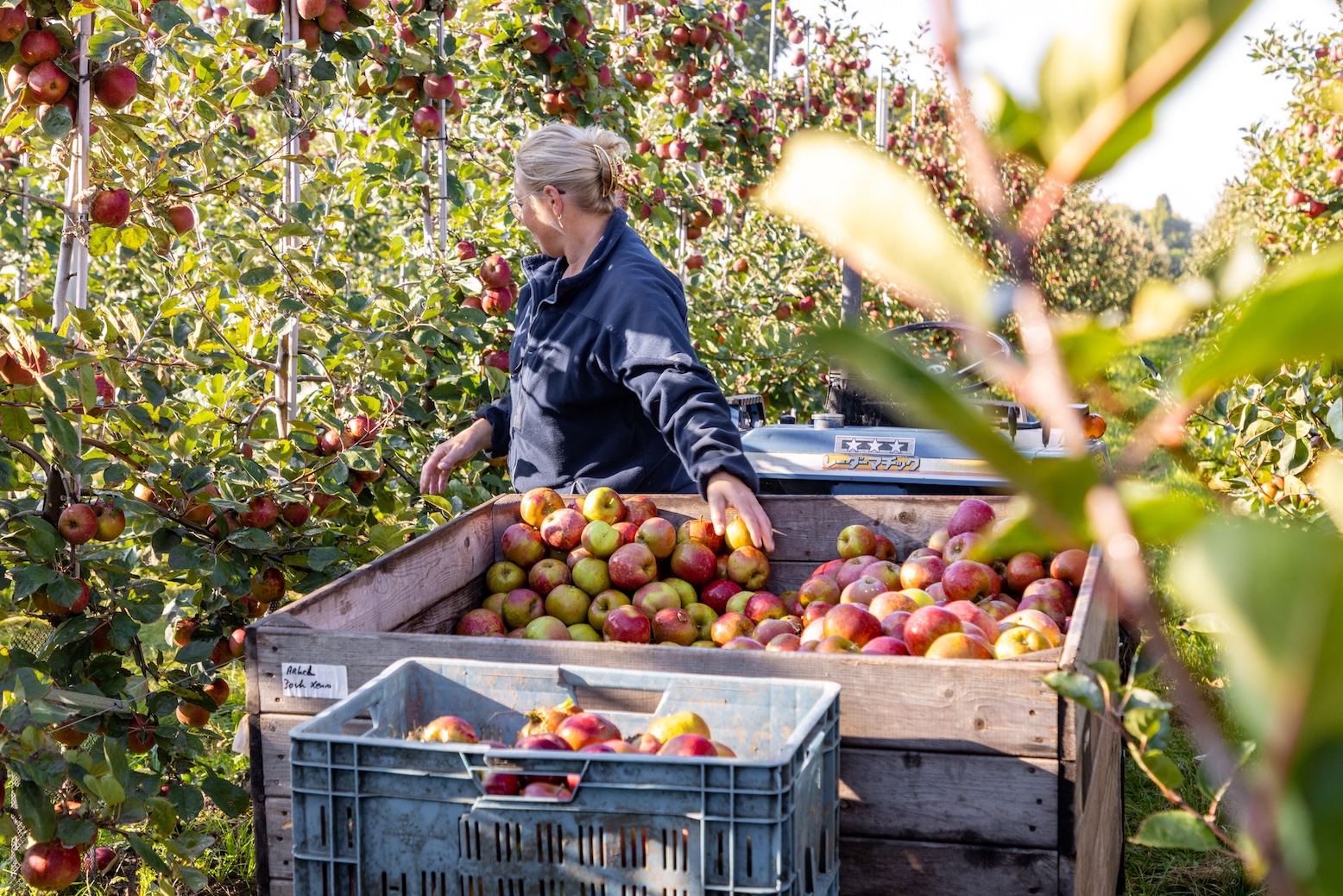 Streekroute langs laan- en fruitbomen